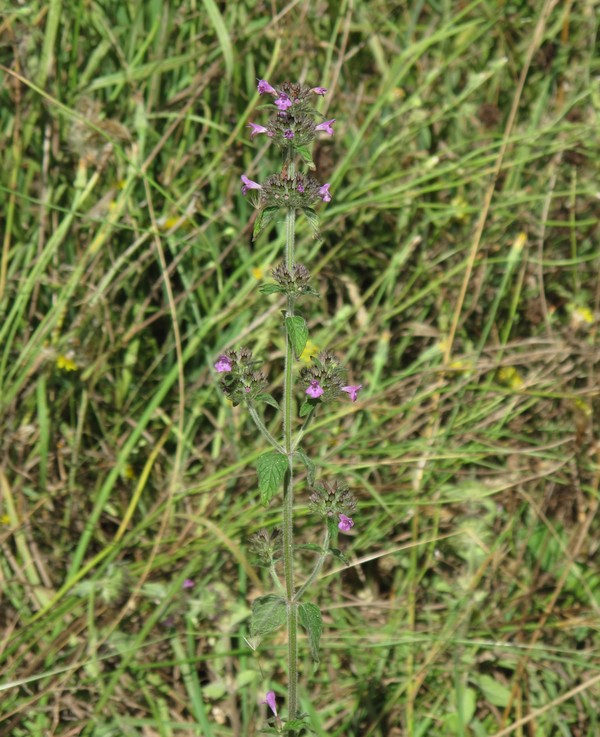 Clinopodium vulgare